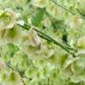 Fotografia 11 da espécie Rumex induratus do Jardim Botânico UTAD