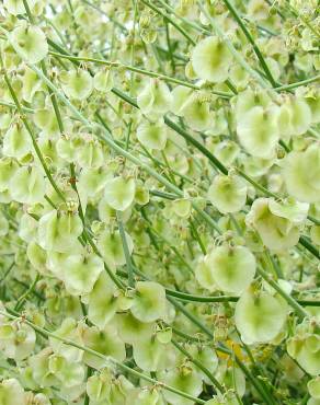 Fotografia 12 da espécie Rumex induratus no Jardim Botânico UTAD