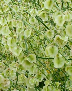 Fotografia 13 da espécie Rumex induratus no Jardim Botânico UTAD