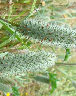 Fotografia 16 da espécie Trifolium angustifolium no Jardim Botânico UTAD