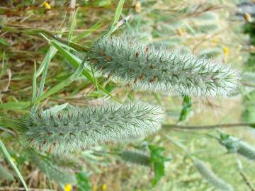 Fotografia da espécie Trifolium angustifolium