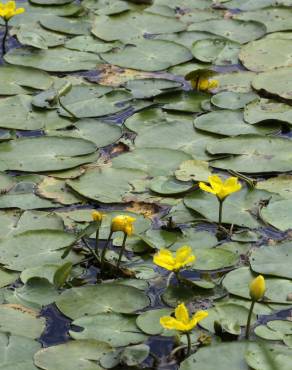 Fotografia 9 da espécie Nymphoides peltata no Jardim Botânico UTAD