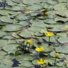 Fotografia 9 da espécie Nymphoides peltata do Jardim Botânico UTAD