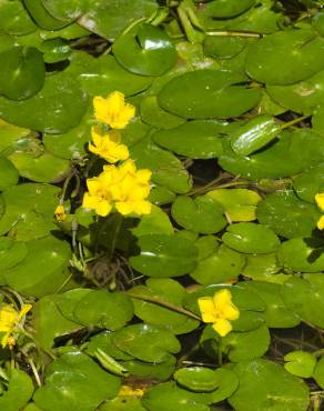 Fotografia 11 da espécie Nymphoides peltata no Jardim Botânico UTAD