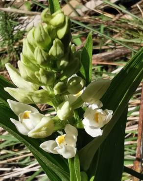 Fotografia 11 da espécie Cephalanthera longifolia no Jardim Botânico UTAD