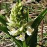 Fotografia 11 da espécie Cephalanthera longifolia do Jardim Botânico UTAD