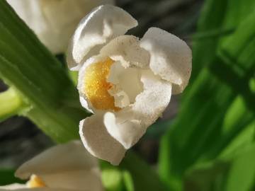 Fotografia da espécie Cephalanthera longifolia