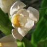 Fotografia 16 da espécie Cephalanthera longifolia do Jardim Botânico UTAD