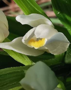 Fotografia 17 da espécie Cephalanthera longifolia no Jardim Botânico UTAD