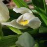 Fotografia 17 da espécie Cephalanthera longifolia do Jardim Botânico UTAD