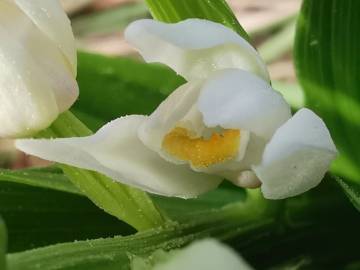 Fotografia da espécie Cephalanthera longifolia