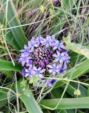 Fotografia 16 da espécie Scilla peruviana no Jardim Botânico UTAD