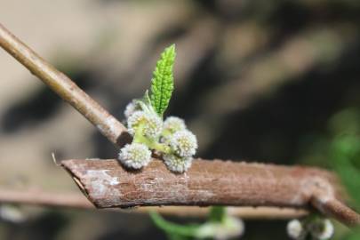 Fotografia da espécie Debregeasia edulis