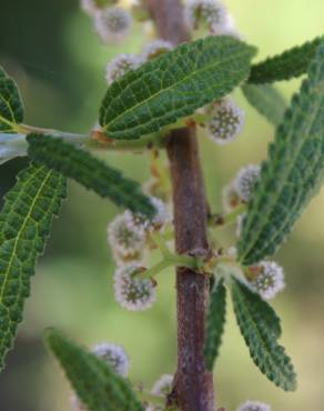 Fotografia 7 da espécie Debregeasia edulis no Jardim Botânico UTAD