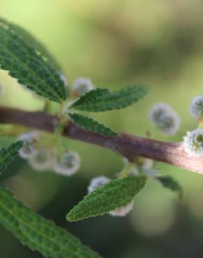 Fotografia 8 da espécie Debregeasia edulis no Jardim Botânico UTAD