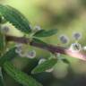 Fotografia 8 da espécie Debregeasia edulis do Jardim Botânico UTAD