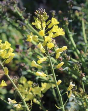 Fotografia 1 da espécie Brassica cretica no Jardim Botânico UTAD