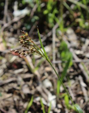 Fotografia 10 da espécie Luzula multiflora no Jardim Botânico UTAD