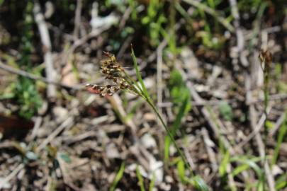 Fotografia da espécie Luzula multiflora