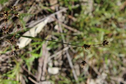 Fotografia da espécie Luzula multiflora