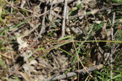 Fotografia da espécie Luzula multiflora