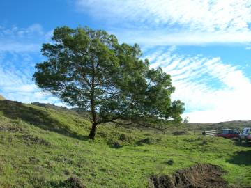 Fotografia da espécie Acacia mearnsii