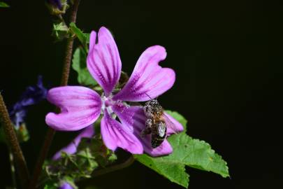 Fotografia da espécie Malva sylvestris