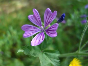 Fotografia da espécie Malva sylvestris