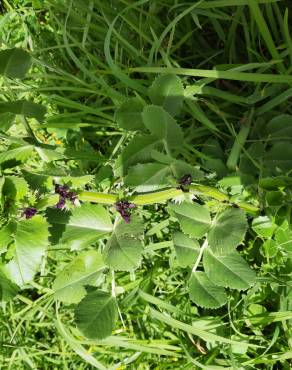 Fotografia 30 da espécie Vicia narbonensis no Jardim Botânico UTAD