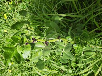 Fotografia da espécie Vicia narbonensis