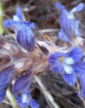 Fotografia 12 da espécie Orobanche ramosa subesp. ramosa no Jardim Botânico UTAD