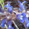 Fotografia 12 da espécie Orobanche ramosa subesp. ramosa do Jardim Botânico UTAD