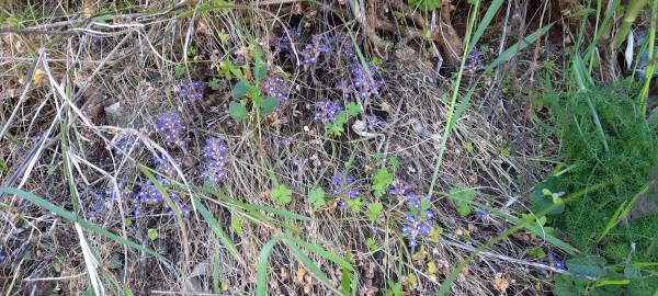 Fotografia da espécie Orobanche ramosa subesp. ramosa