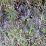 Fotografia 13 da espécie Orobanche ramosa subesp. ramosa do Jardim Botânico UTAD