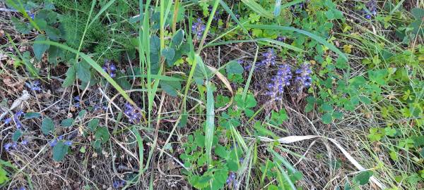 Fotografia da espécie Orobanche ramosa subesp. ramosa