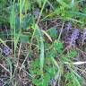 Fotografia 14 da espécie Orobanche ramosa subesp. ramosa do Jardim Botânico UTAD