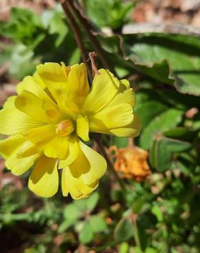 Fotografia 1 da espécie Oxalis pes-caprae for. pleniflora no Jardim Botânico UTAD