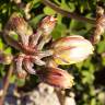Fotografia 2 da espécie Oxalis pes-caprae for. pleniflora do Jardim Botânico UTAD