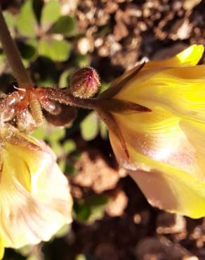 Fotografia 3 da espécie Oxalis pes-caprae for. pleniflora no Jardim Botânico UTAD