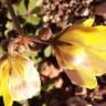 Fotografia 3 da espécie Oxalis pes-caprae for. pleniflora do Jardim Botânico UTAD