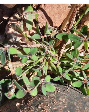 Fotografia 4 da espécie Oxalis pes-caprae for. pleniflora no Jardim Botânico UTAD