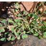 Fotografia 4 da espécie Oxalis pes-caprae for. pleniflora do Jardim Botânico UTAD