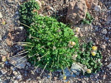 Fotografia da espécie Oxalis pes-caprae for. pleniflora