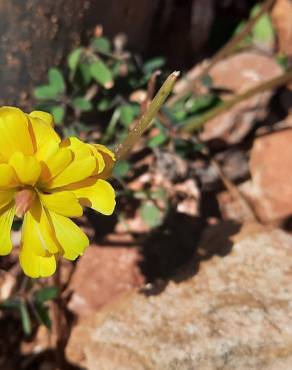 Fotografia 7 da espécie Oxalis pes-caprae for. pleniflora no Jardim Botânico UTAD