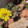Fotografia 7 da espécie Oxalis pes-caprae for. pleniflora do Jardim Botânico UTAD