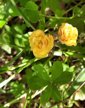 Fotografia 8 da espécie Oxalis pes-caprae for. pleniflora no Jardim Botânico UTAD