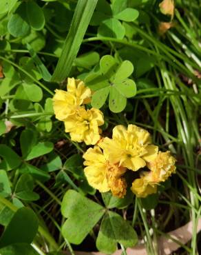 Fotografia 9 da espécie Oxalis pes-caprae for. pleniflora no Jardim Botânico UTAD