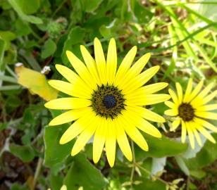 Fotografia da espécie Arctotheca calendula