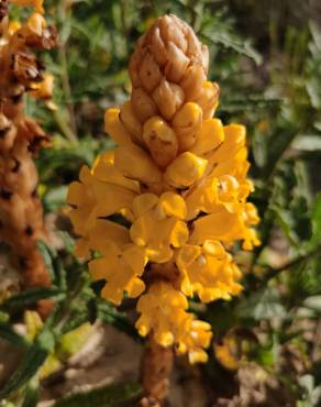 Fotografia 15 da espécie Cistanche phelypaea no Jardim Botânico UTAD