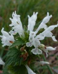 Lamium bifidum